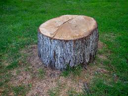 Best Fruit Tree Pruning  in Mableton, GA