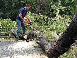 Best Tree Mulching  in Mableton, GA