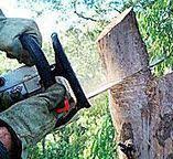 How Our Tree Care Process Works  in  Mableton, GA