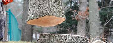 Best Tree Trimming and Pruning  in Mableton, GA