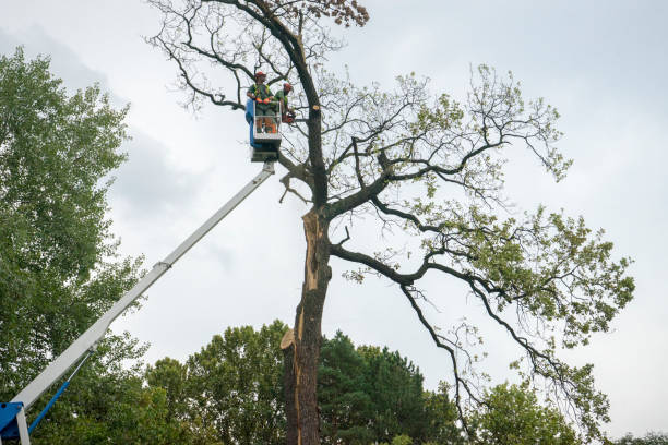 Best Emergency Tree Removal  in Mableton, GA