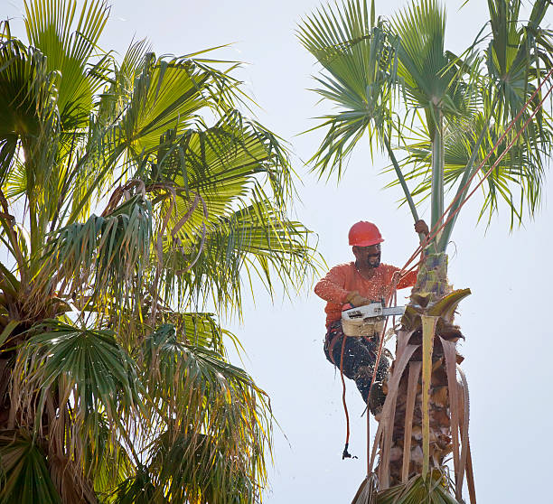 Best Tree and Shrub Care  in Mableton, GA