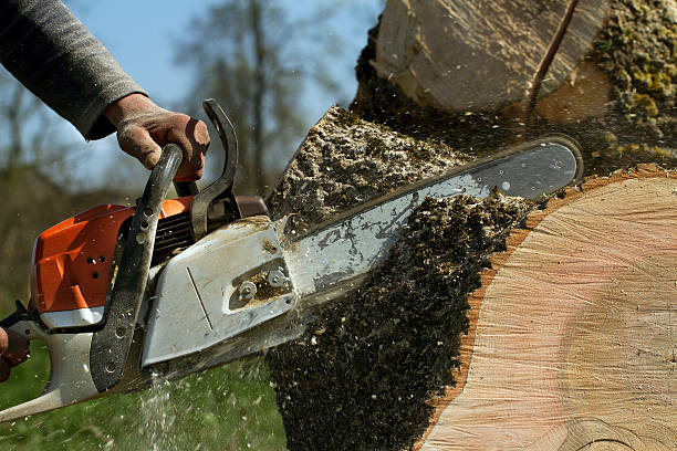 Best Tree Maintenance Programs  in Mableton, GA